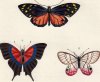 Illustrations of Exotic Entomology
