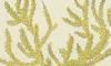 ۥ䥮 Plexauridae