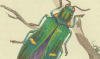 ޥॷ Buprestidae