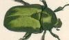 ͥॷ Scarabaeidae