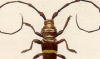 カミキリムシ科 Cerambycidae