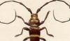 ߥॷ Cerambycidae