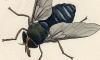 ֲ Tabanidae