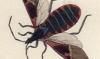  Reduviidae