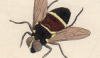 ϥʥֲ Syrphidae