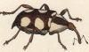 ॷ Curculionidae