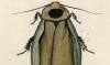 ֥ Blaberidae