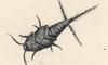 ߲ Lepismatidae