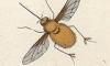 ĥꥢֲ Bombyliidae