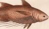ĥХᥳΥ Polynemidae