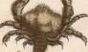 ֥˲ Pilumnidae
