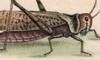 Хå Acrididae