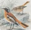 A History of the Birds of Europe