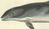 ͥߥ륫 Phocoenidae