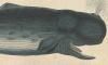 ޥå Physeteridae
