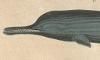 磻륫 Platanistidae