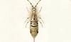 ȥӥॷ Entomobryidae