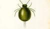 ޥȥӥॷ Sminthuridae