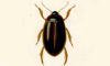ゲンゴロウ科 Dytiscidae