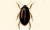 󥴥 Dytiscidae