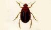 󥴥ޥ Paelobiidae