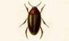 ĥ֥󥴥 Noteridae
