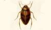 ߥॷ Haliplidae