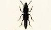 ϥͥ Staphylinidae