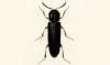 ĥޥ Eucnemidae