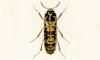 ĥॷ Elateridae