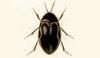 ޥȥॷ Chelonariidae