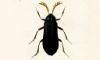 ҥĥޥ Cerophytidae