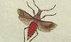 ĥΥإꥫॷ Stenocephalidae
