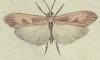 ȥӥ Limnephilidae