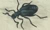 ĥϥߥ祦 Meloidae