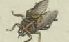 ߥХ Hippoboscidae