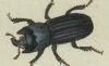 塞ॷ Lucanidae
