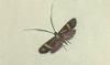ҥʥ Adelidae