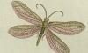  Chrysopidae