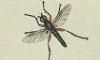 Х Bibionidae