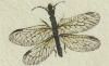 饯ॷ Raphidiidae