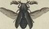 ҥ祦ۥॷ Ptinidae