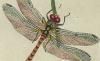 ȥܲ Libellulidae