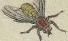 եХ Scathophagidae