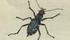 ϥߥ祦 Cicindelidae
