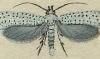  Yponomeutidae