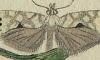 ֥ Ypsolophidae