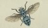 ϥʥХ Anthomyiidae