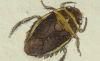 Хॷ Naucoridae