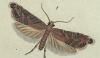ۥϥޥɥ Glyphipterigidae